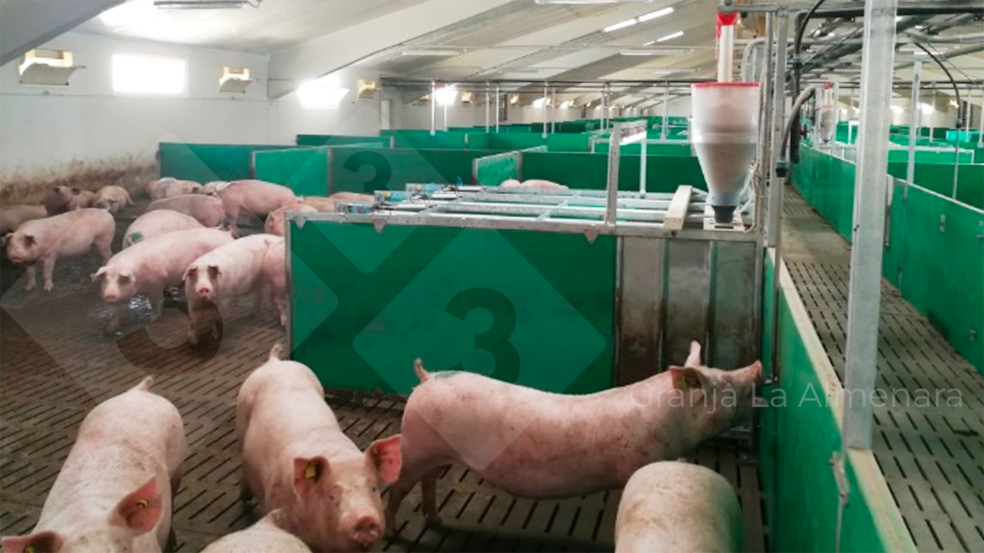 <p>Photo 8: The gestation pens have one electronic feeder&nbsp;for every 20 sows.</p>
